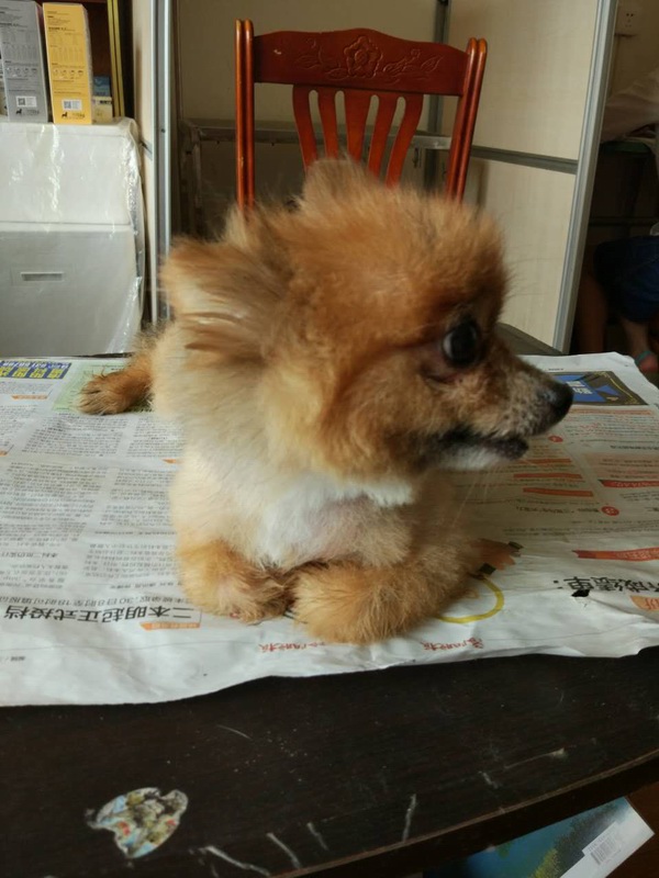 洛陽貓絕育案例展示