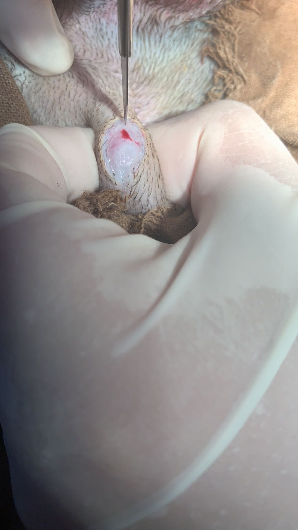 公犬隱睪摘除手術