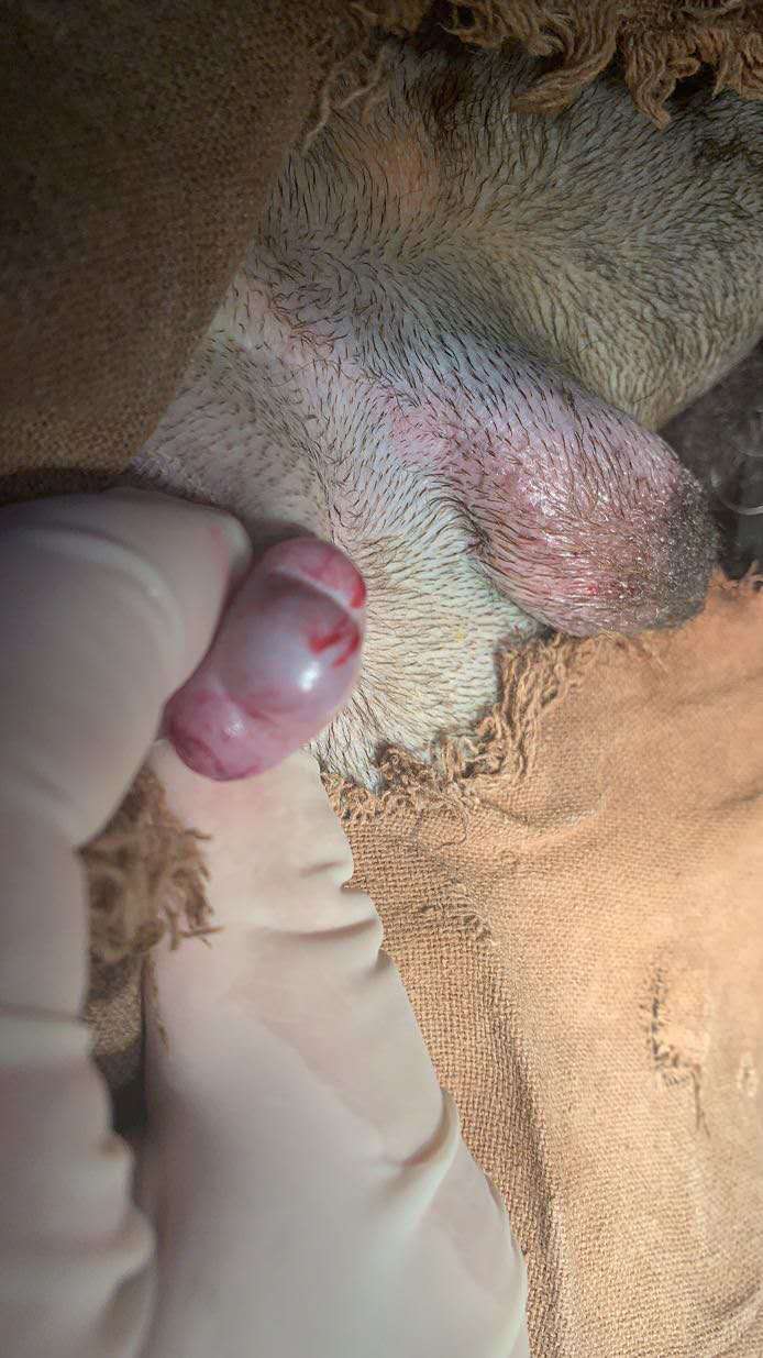 公犬隱睪摘除手術