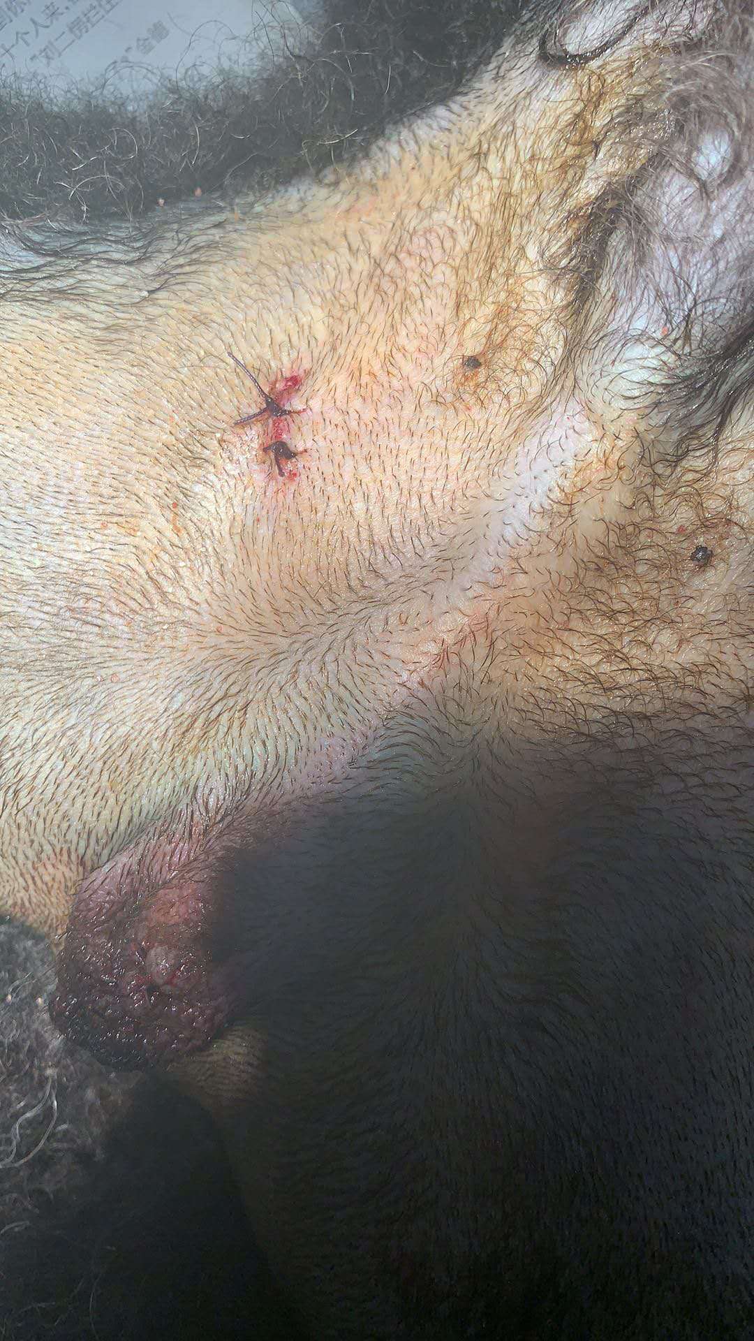 公犬隱睪摘除手術