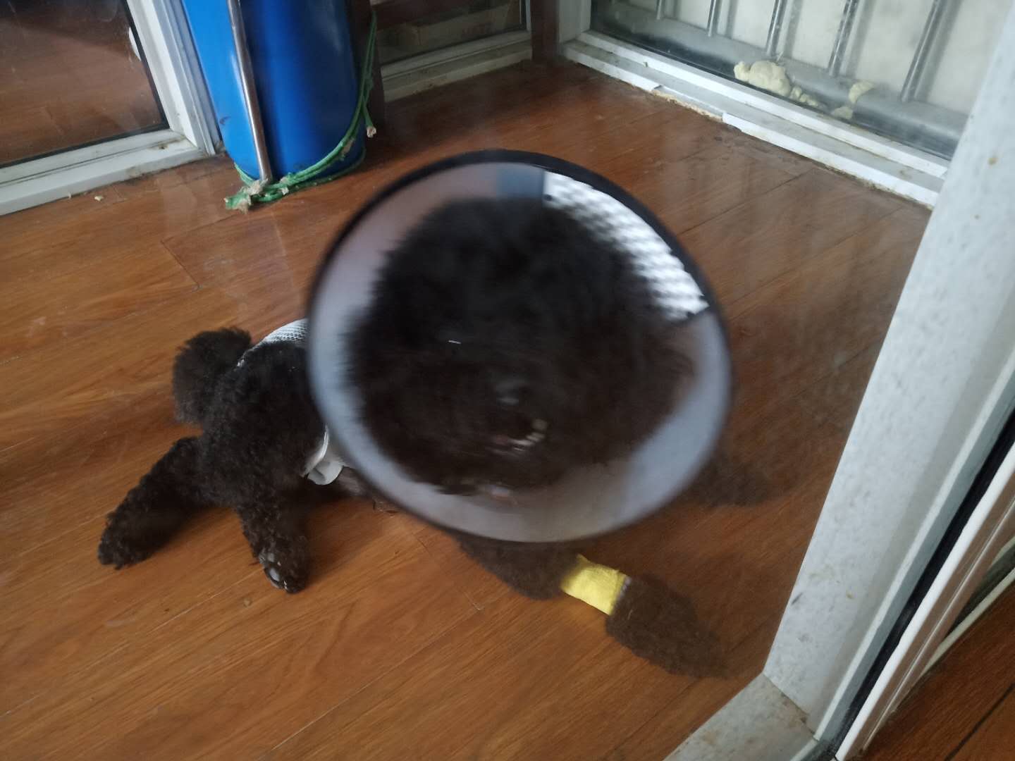 公犬隱睪摘除手術