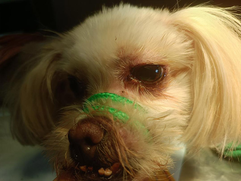 左眼櫻桃腫摘除手術