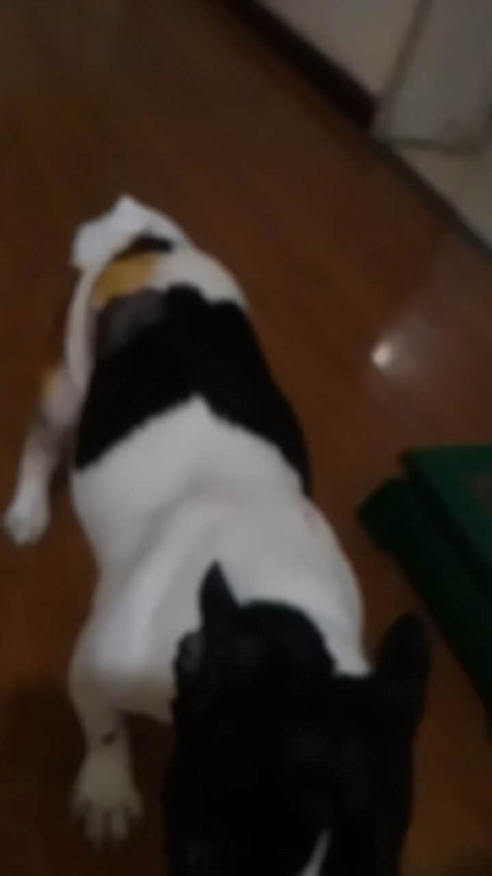 后肢股骨遠端骨折整復手術