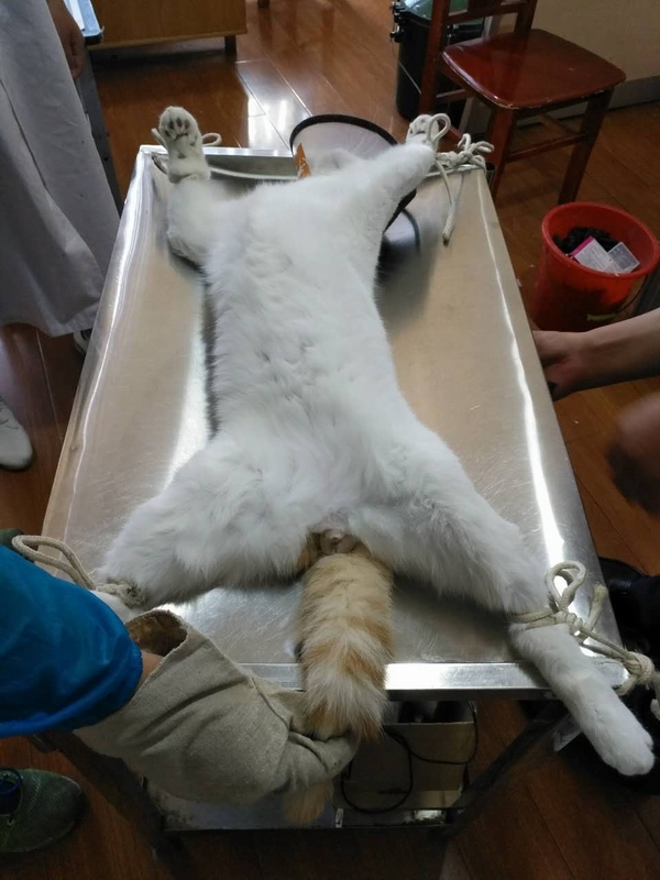 公貓噗噗去勢術（絕育手術）