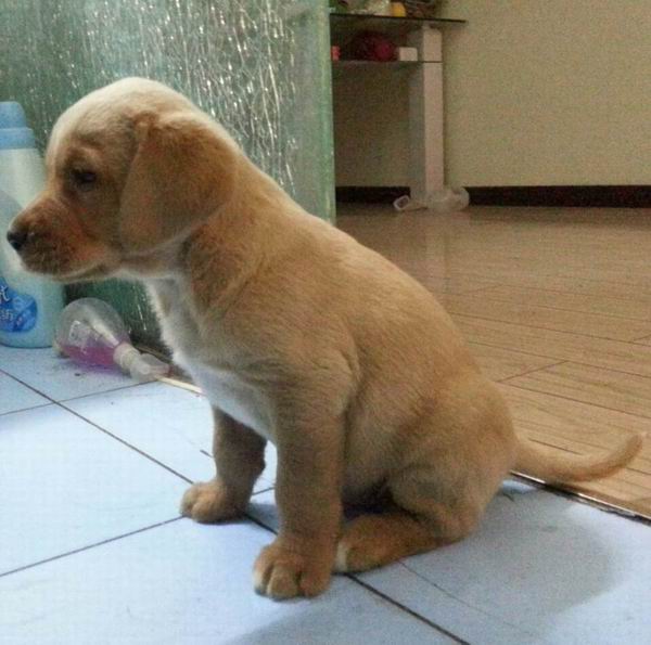 代買代賣寵物 請點擊查看