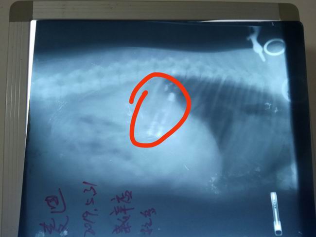 1559360527368957.jpg d71d76342c50af359ff9ea0585b2e6a.jpg