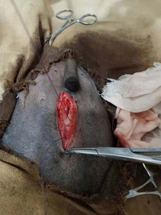 1574151918632593.png blob.png